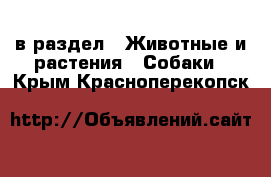  в раздел : Животные и растения » Собаки . Крым,Красноперекопск